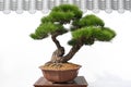 Bonsai potted landscape miniascape dishgarden penjing pine tree