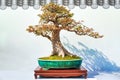 Bonsai potted landscape pomegranate tree Royalty Free Stock Photo