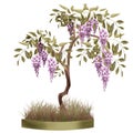 Bonsai potted tree with flowers of wisteria glicinia isolated Royalty Free Stock Photo