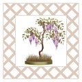 Bonsai potted tree with flowers of wisteria glicinia isolated Royalty Free Stock Photo