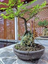 Bonsai on proses Royalty Free Stock Photo