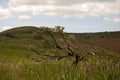 Bonsai Sagebrush Royalty Free Stock Photo