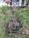 Bonsai sakura flowers wow very artistic