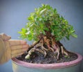 Bonsai satsuki azalea Royalty Free Stock Photo