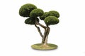 Bonsai shaped decorative tree