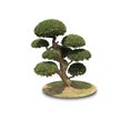 Bonsai shaped decorative tree