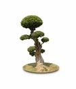 Bonsai shaped decorative tree