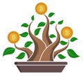 Bonsai, slow growth of the bitcoin currency