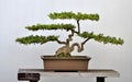 Bonsai of Small boxwood