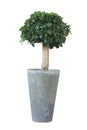 Bonsai Small tree Royalty Free Stock Photo