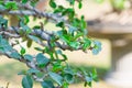 Bonsai style of Adenium tree or desert rose in flower pot