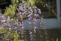 Bonsai-style japanese wisteria flowers. Royalty Free Stock Photo