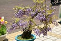 Bonsai-style japanese wisteria flowers. Royalty Free Stock Photo