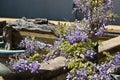 Bonsai-style japanese wisteria flowers. Royalty Free Stock Photo