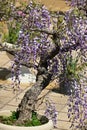 Bonsai-style japanese wisteria flowers. Royalty Free Stock Photo