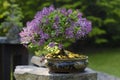 Bonsai from Syringa lilac tree