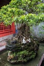 Bonsai in the Temple of literature or Van MiÃ¡ÂºÂ¿u at Hanoi in Vietnam