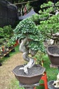 Bonsai thrives in pots