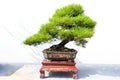 Bonsai pine tree potted landscape