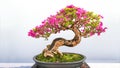 Bonsai potted landscape bougainvillea  tree Royalty Free Stock Photo