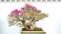 Bonsai potted landscape bougainvillea  tree Royalty Free Stock Photo