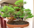 Bonsai tree