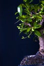 Bonsai tree Royalty Free Stock Photo