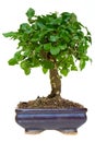 Bonsai tree