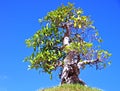 Bonsai tree