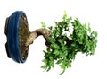 Bonsai Tree Royalty Free Stock Photo
