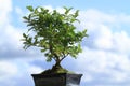 Bonsai tree Royalty Free Stock Photo