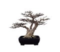 Bonsai tree. Royalty Free Stock Photo