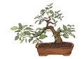 Bonsai tree