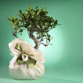 Bonsai Tree Royalty Free Stock Photo