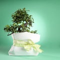 Bonsai Tree Royalty Free Stock Photo