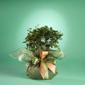 Bonsai Tree Royalty Free Stock Photo