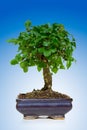 Bonsai tree Royalty Free Stock Photo