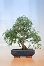 Bonsai tree Royalty Free Stock Photo
