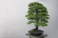 Bonsai tree