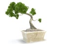 Bonsai tree