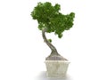 Bonsai tree