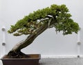 Bonsai Tree Royalty Free Stock Photo