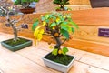 Bonsai tree - apple.