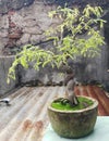 Bonsai Tree (Asam Jawa) Royalty Free Stock Photo