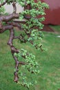 Bonsai tree beautiful bold green