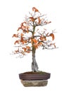Bonsai tree beech red - Fagus silvatica Atropurpurea Royalty Free Stock Photo