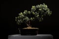 Bonsai Tree in black ceramic pot