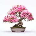 Majestic Bonsai Tree With Pink Flowers On White Background