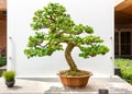 Bonsai tree, Carissa Macrocarpa, Natal Plum