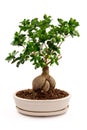 Bonsai Tree in ceramic pot Royalty Free Stock Photo